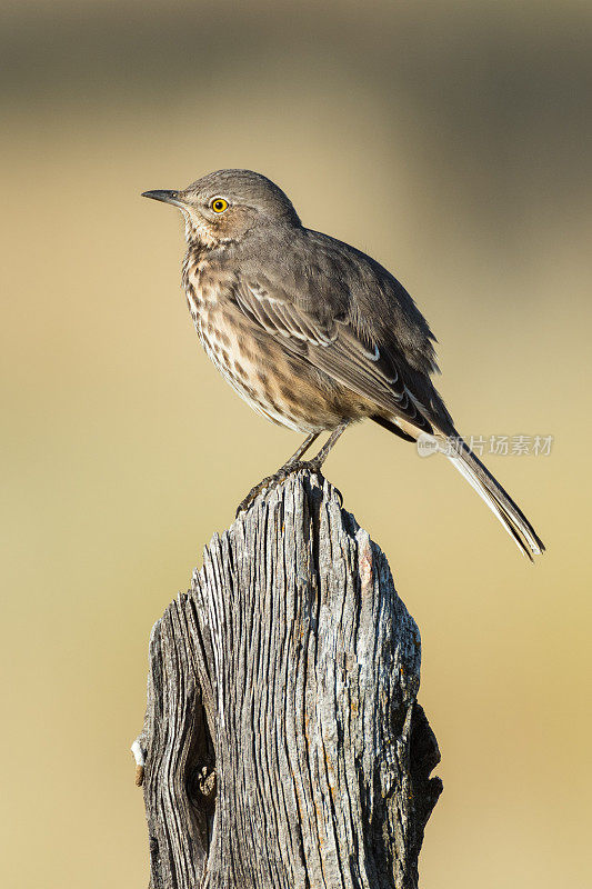 Sage Thrasher, Black Mesa，好的